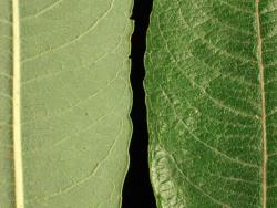 Salix ×calodendron. Lower (left) and upper leaf surfaces.
 Image: D. Glenny © Landcare Research 2020 CC BY 4.0